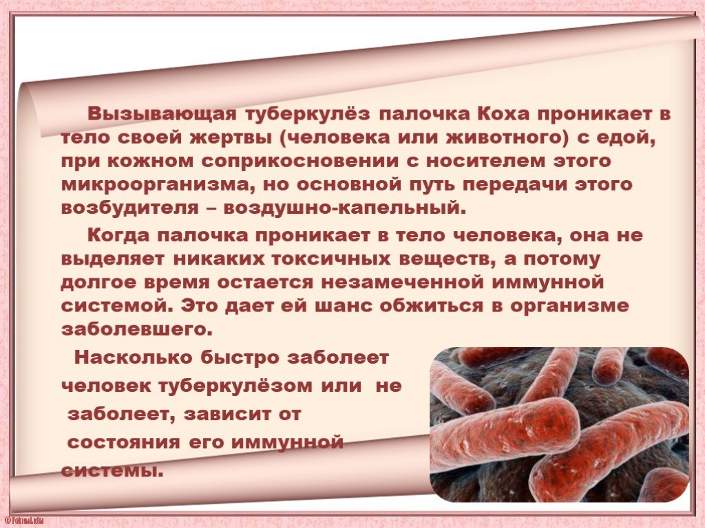 Туберкулез 7 класс. Микобактерия туберкулеза палочка Коха. Палочки – микобактерия туберкулеза. Палочка Коха возбудитель туберкулеза. Туберкулез бактериальное заболевание.